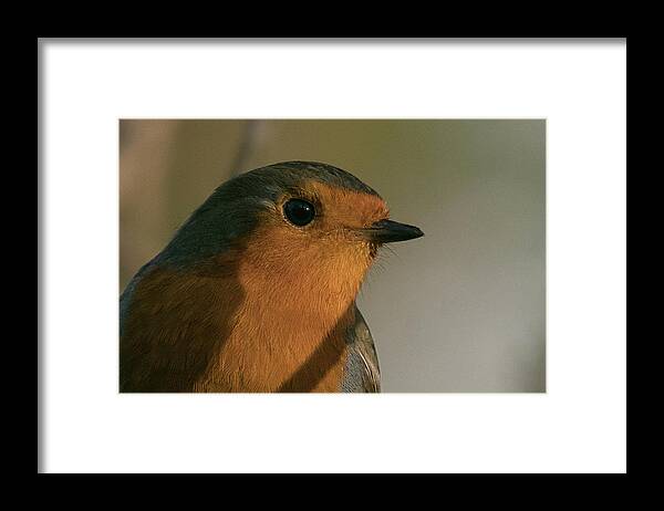 Robin Framed Print featuring the photograph Robin #1 by Wendy Cooper