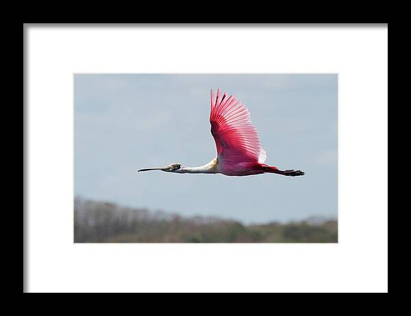Spoonbill Framed Print featuring the photograph Roseate Spoonbill In Flight #1 by Jim Vallee