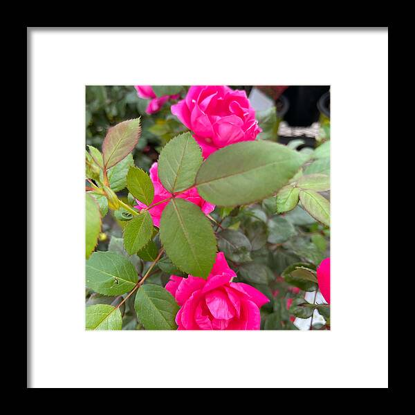 Rose Framed Print featuring the photograph Roses From Heaven #2 by Matthew Seufer