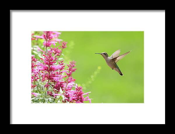 Ruby Throated Humingbird Framed Print featuring the photograph Ruby Throated Humingbird #1 by Brook Burling