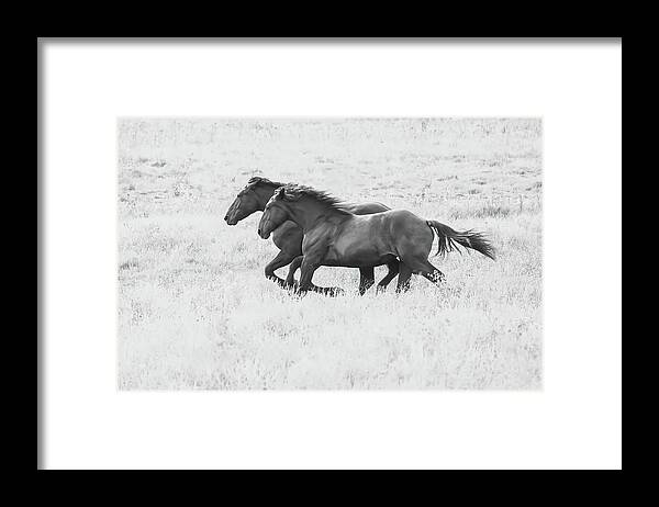 Percheron Framed Print featuring the photograph Running Free #1 by Brook Burling