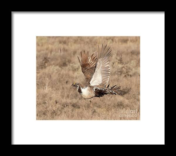 Bird Framed Print featuring the photograph Sage Grouse on the Wing #1 by Dennis Hammer