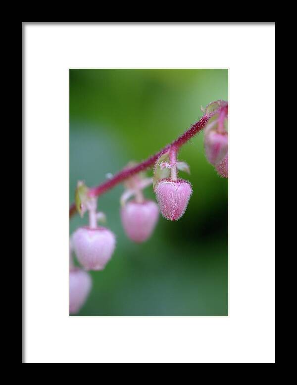 Flower Framed Print featuring the photograph Salal Gaultheria shallon, Cowichan Valley, Vancouver Island, British Columbia #1 by Kevin Oke