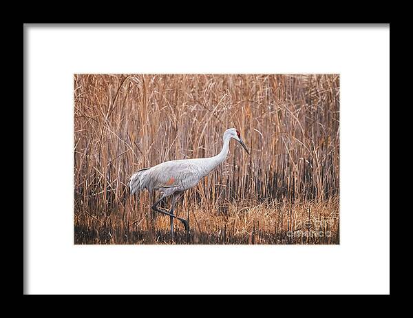 Sand Hill Framed Print featuring the photograph Sand Hill Crane #1 by Travis Patenaude