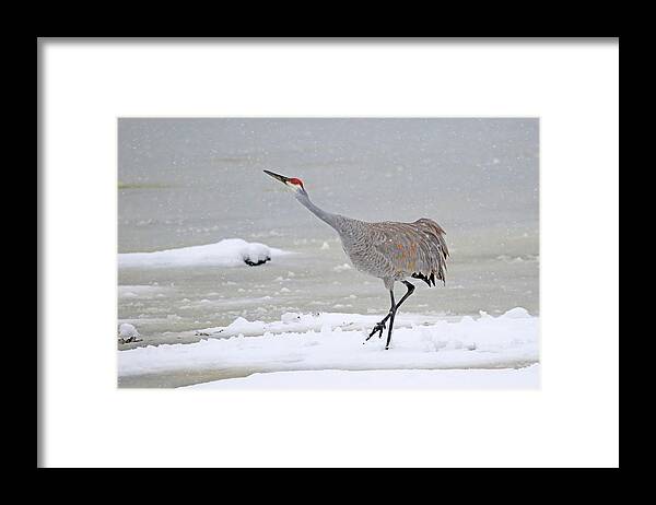 Sandhill Crane Framed Print featuring the photograph Sandhill Crane in Michigan winter #1 by Shixing Wen