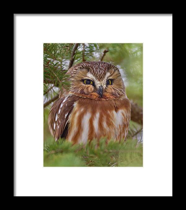 Northern Saw Whet Owl Framed Print featuring the photograph Saw Whet #1 by Timothy McIntyre