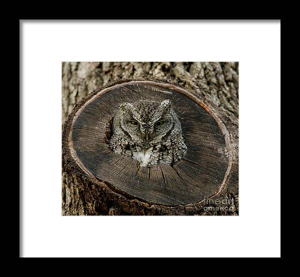 Bird Framed Print featuring the photograph Screech Owl #1 by Patrick Nowotny
