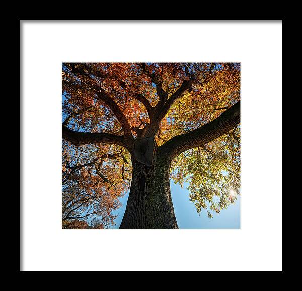 Tree Framed Print featuring the photograph Secular oak tree in autumn. Tuscany, Italy. #1 by Stefano Orazzini