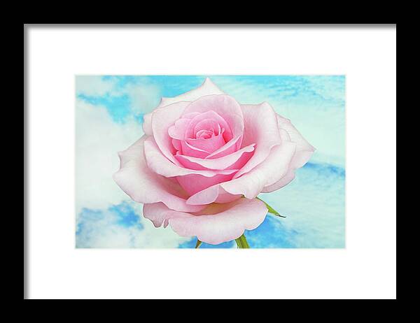 Roses Framed Print featuring the photograph Sky Pink Rose #1 by Terence Davis