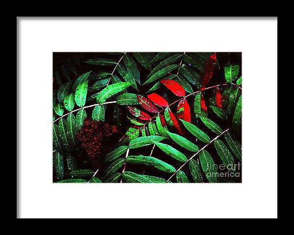 Smooth Sumac Framed Print featuring the photograph Smooth Sumac Fall Color #1 by Thomas R Fletcher