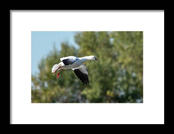 Goose Framed Print featuring the photograph Snow Goose by Jerry Cahill