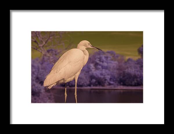 Bird Framed Print featuring the photograph Snowy Egret by Carolyn Hutchins