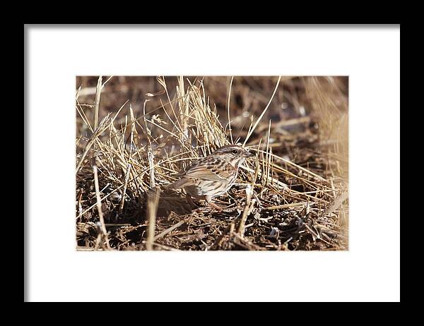 Song Sparrow Framed Print featuring the photograph Song Sparrow #1 by Robert Harris