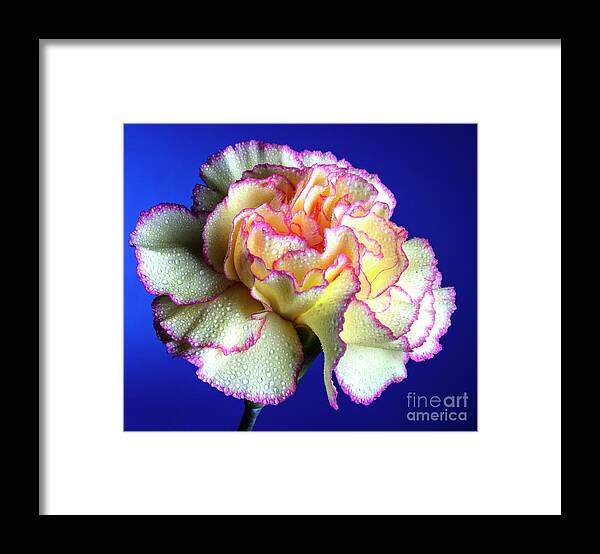 Carnation Framed Print featuring the photograph Sparkie #1 by Doug Norkum