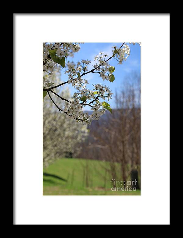 Bartlet Pear Blossoms Framed Print featuring the photograph Spring in the Mountains #1 by Scarlett Royale