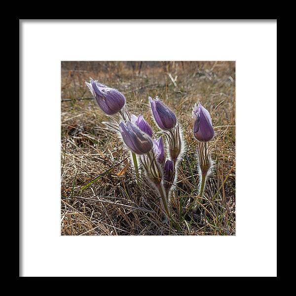 Crocus Framed Print featuring the photograph Spring Prairie Crocus #1 by Phil And Karen Rispin