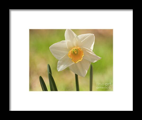 Color Framed Print featuring the photograph Springtime Daffodil 2 #1 by Dorothy Lee
