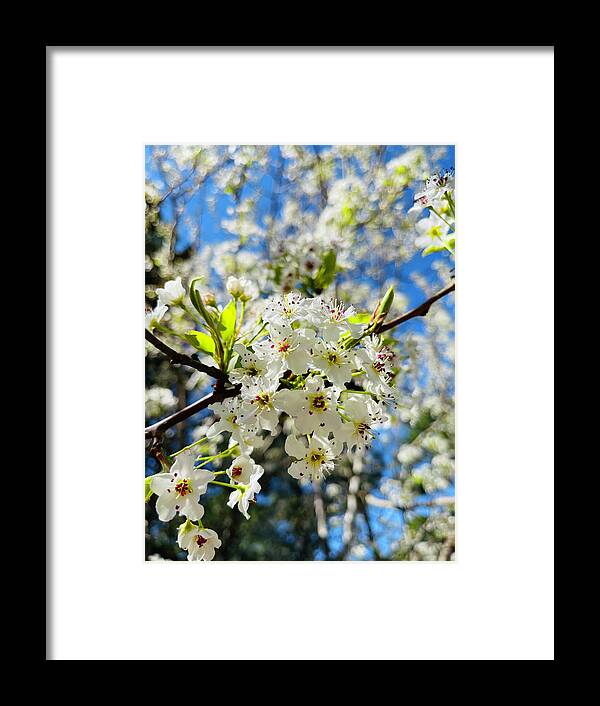 March 2021 Framed Print featuring the photograph Springtime In Carolina #1 by Matthew Seufer