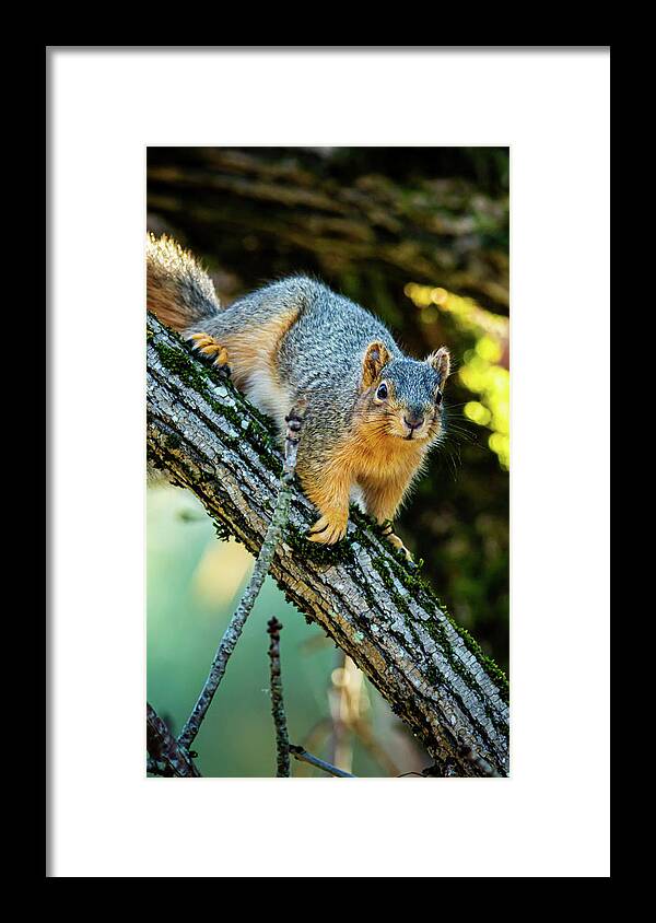 2024 Framed Print featuring the photograph Squirrel In a Tree by Ant Pruitt