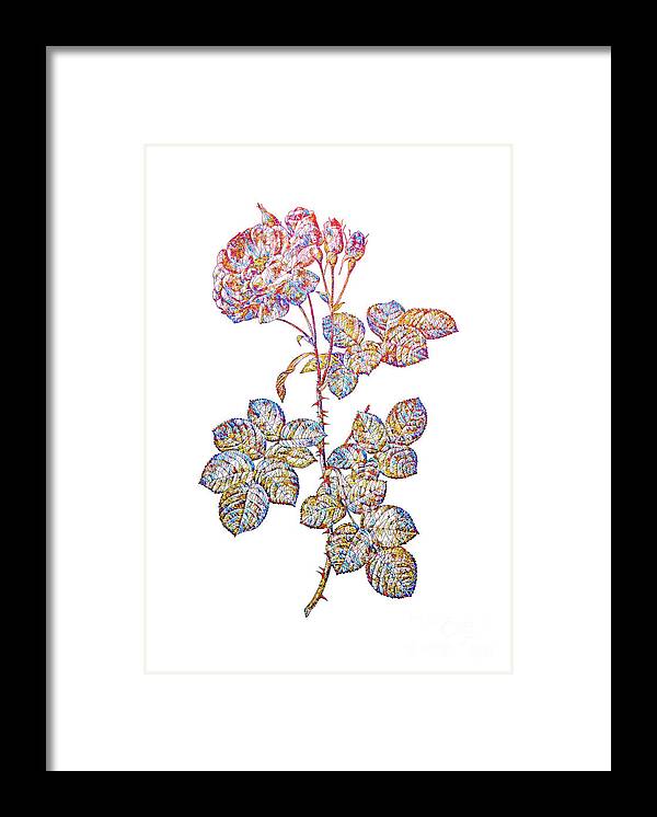 Holyrockarts Framed Print featuring the mixed media Stained Glass Damask Rose Botanical Art On White #1 by Holy Rock Design