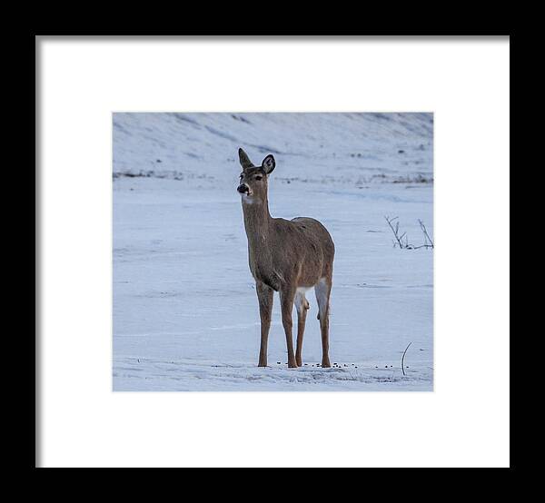  Framed Print featuring the photograph Standing Alone #1 by Wendy Carrington