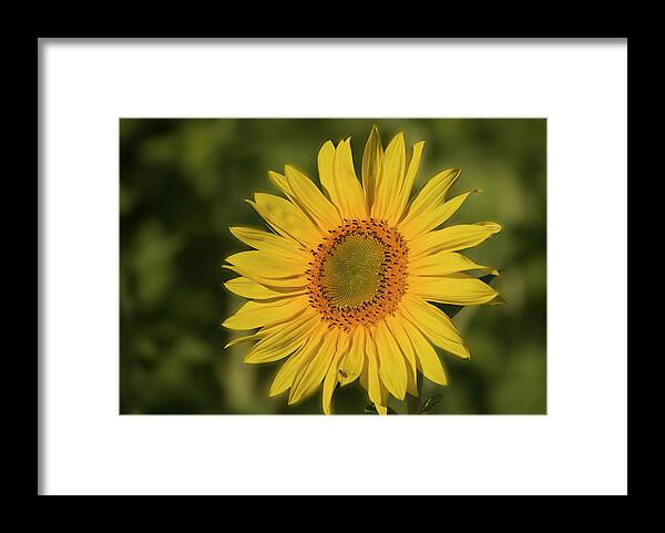 Sunflower Framed Print featuring the photograph Sunflower #1 by Cheryl Day