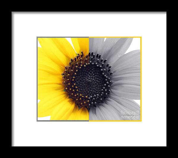 Sunflower Equinox Framed Print featuring the photograph Sunflower Equinox #1 by Natalie Dowty