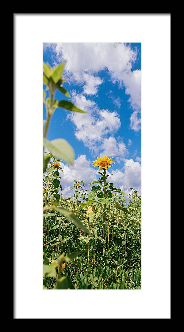 Sunflower Framed Print featuring the photograph Sunflower Field Panorama #1 by Carolyn Hutchins