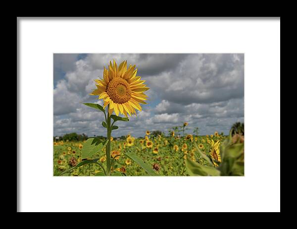 Sunflower Framed Print featuring the photograph Sunflower in Field by Carolyn Hutchins