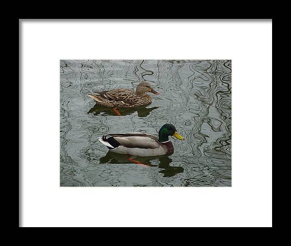 Mallards Framed Print featuring the photograph Swimming Mallards Photo by Pour Your heART Out Artworks
