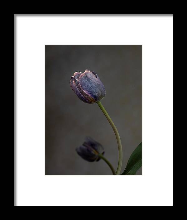Tulip Framed Print featuring the photograph Two purple tulips about to open by Alessandra RC