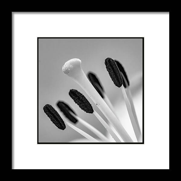 Flower Framed Print featuring the photograph The Center #1 by Cathy Kovarik