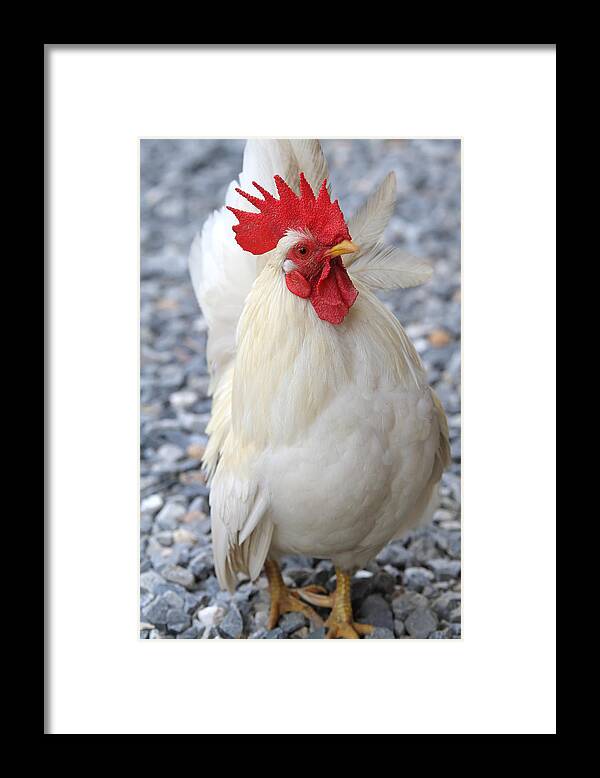 Chicken Framed Print featuring the photograph The Chicken #1 by Kongdigital