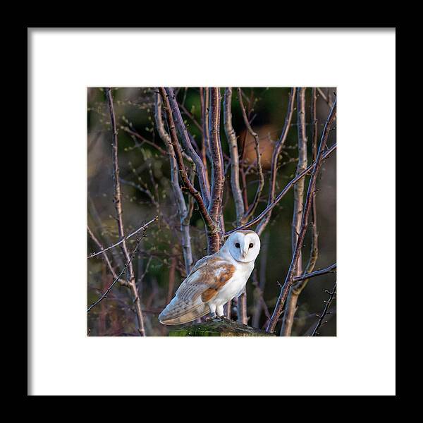 Barn Owl Framed Print featuring the photograph The Glance #1 by Mark Hunter