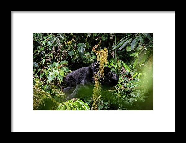 Gorillas Framed Print featuring the photograph The Hug by Kush Patel