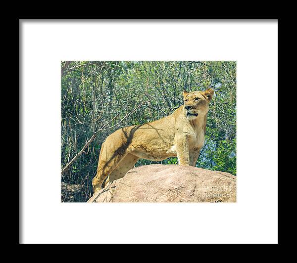 Lion Framed Print featuring the photograph The Lookout #1 by Shirley Dutchkowski