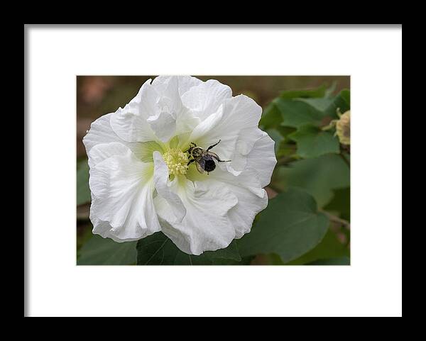 Bumble Bee Framed Print featuring the photograph The Pollinator #1 by Kathy Clark