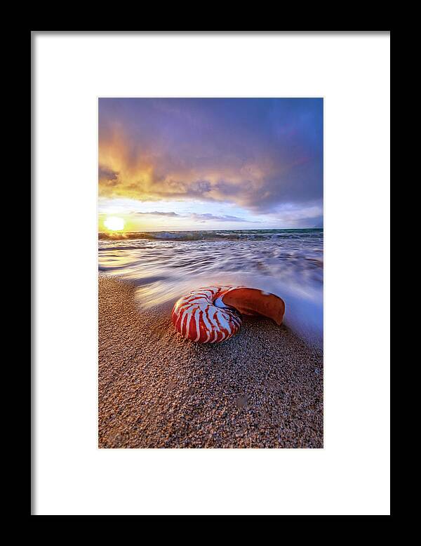  Tiger Nautilus Framed Print featuring the photograph Tiger Nautilus Foam #1 by Sean Davey