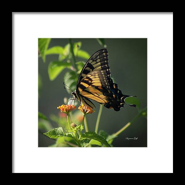 Photograph Framed Print featuring the photograph Tiger Swallowtail Butterfly III #1 by Suzanne Gaff