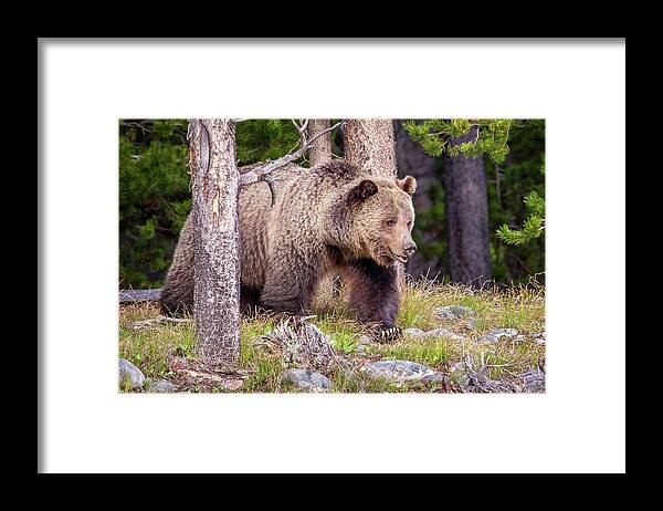 Grizzly Bear Framed Print featuring the photograph Top of the Food Chain #1 by Jack Bell