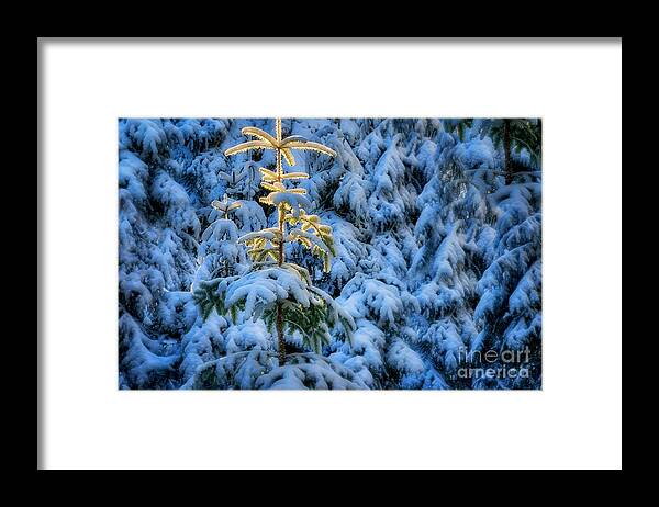 Nag005954 Framed Print featuring the photograph Tree of Light #1 by Edmund Nagele FRPS