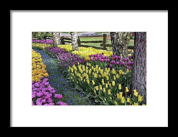 Tulips Framed Print featuring the photograph Tulips by Jerry Cahill