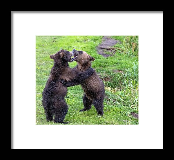 Bear Framed Print featuring the photograph Two brown bear cubs playing #1 by Mikhail Kokhanchikov