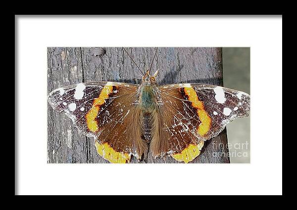 Vanessa Butterfly Framed Print featuring the photograph Vanessa butterfly taken using a Samsung S7 phone #1 by Pics By Tony