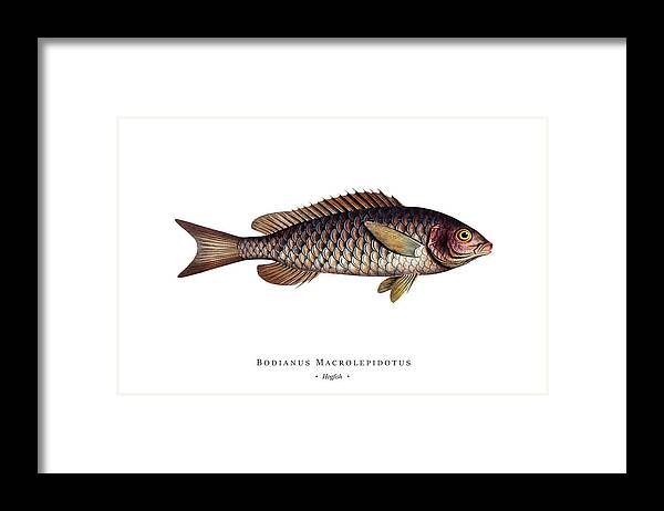 Illustration Framed Print featuring the digital art Vintage Fish Illustration - Hogfish #1 by Studio Grafiikka