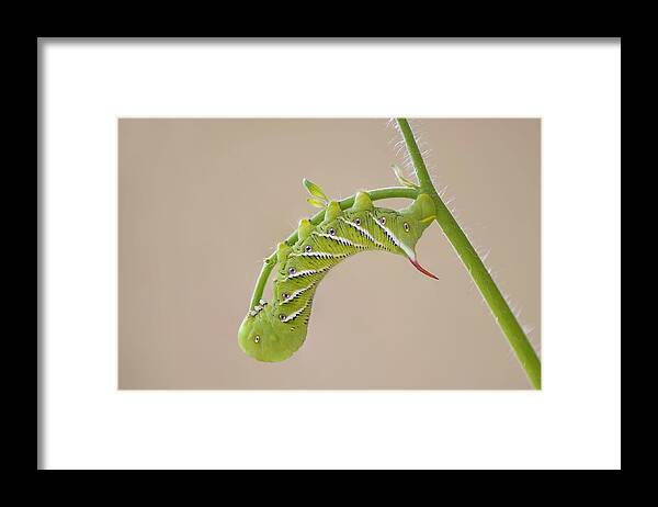 Waiting For My Wings Framed Print featuring the photograph Waiting for My Wings by Puttaswamy Ravishankar