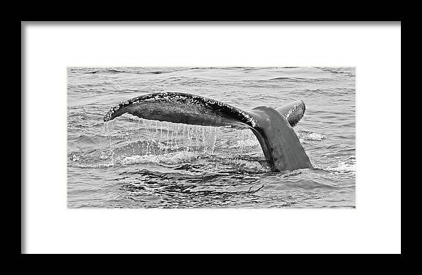  Framed Print featuring the photograph Whale Tail #1 #1 by Carla Brennan