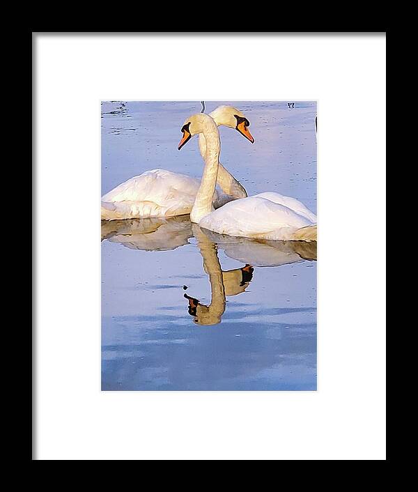 Swans Framed Print featuring the photograph What's For Dinner? #1 by Andrea Whitaker