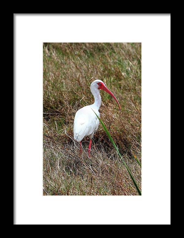 Ibis Framed Print featuring the photograph White Ibis by Robert Harris