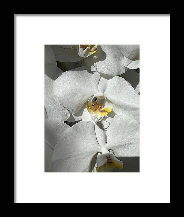 Orchid Framed Print featuring the photograph White Orchid With Yellow #1 by Karen Zuk Rosenblatt